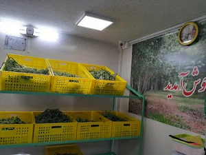 سبزی خرد کنی باغ فیض