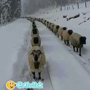 گاوداری برادران عظیمی