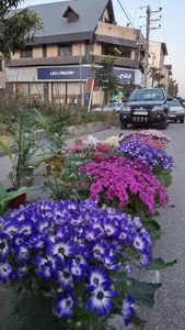 آقای گل‌فروش 3