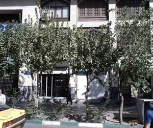 سکه شرقی 2