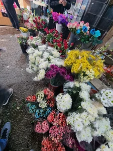 پخش گل مرتضی
