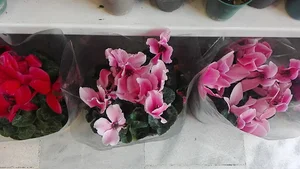 گل فروشی میخک طلایی