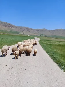 دامداری احمد سواری پور