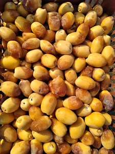 فروشگاه شادگان کالا