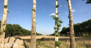 دفتر خدمات اینترنتی سمیعی