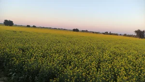 دزفول چغامیش