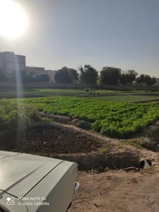 باغ سبزی فروشی 2