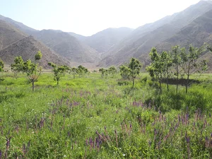 دشت گیاهچال