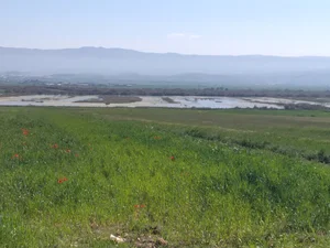 تالاب بیشه دالان