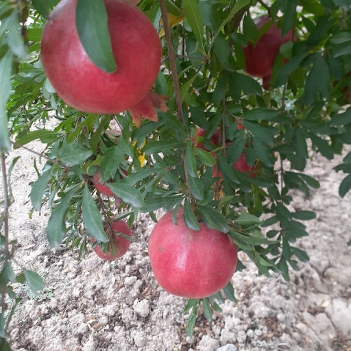 باغ انار ملس ممتاز عظیمی