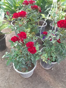 گلکده پارادایس