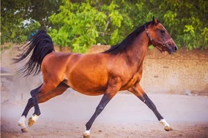 باشگاه سوارکاری و پرورش اسب پارتاک