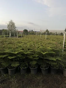 گل و گیاه کیان پور