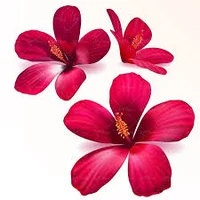 کیک خونگی النا