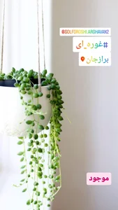 گل فروشی ارغوان