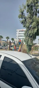 شریئ