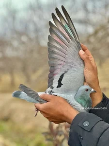 بوستان کودک