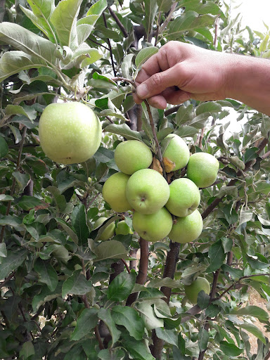 باغ علیار