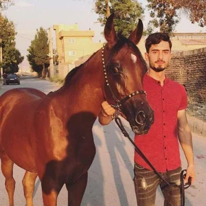 مجموعه پرورش اسب هاکان 2