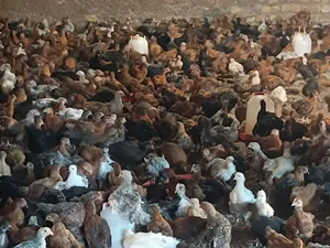 مرغداری پدر
