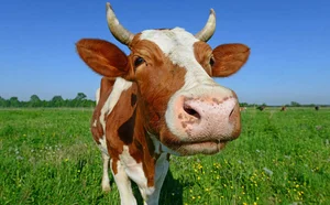 What it Means to Have a Cow, and More Cattle-Based Idioms ...