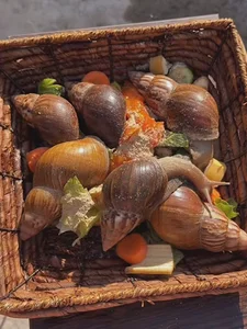 دختر حلزون چرون (فاطمه غفاری)