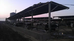 دامپروری شریفی (دامداری شرکت دهکده شیر ) DEHKADEH SHIR DAIRY FARM