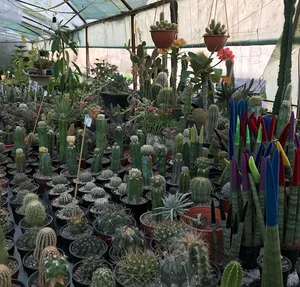 گلخانه چینار