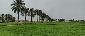 پیشین
