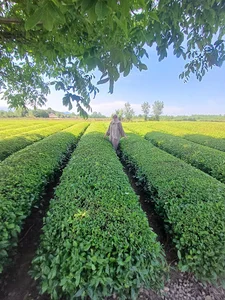 باغ چای