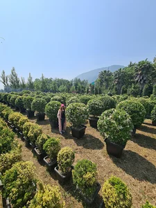 مجتمع کشاورزی بنیسا