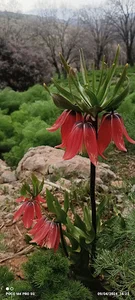 زنگویی سی سخت