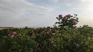 مزارع گل محمدی