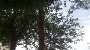 بوستان قاصدک