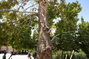 نمایندگی بیمه پاسارگاد قائم شهر کد 77426