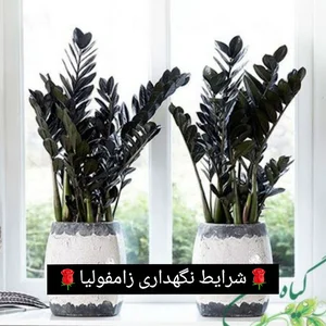 گلکده متین