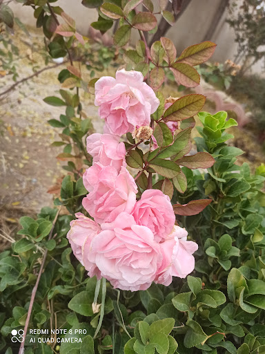 باغچه احمدی