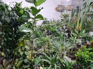 گل خونه کوروش 2