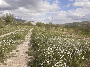 باغ روبین