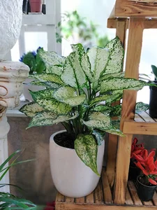 گل‌فروشی گل سان