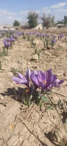 عسگران