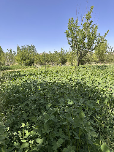 حاجي انځرګل کور