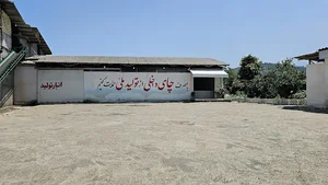 کارخانه چایسازی قلم چای