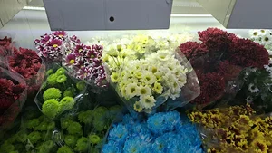 گل و گیاه آپارتمانی سلطانی