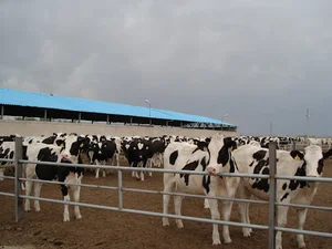 شرکت کشت و صنعت دشت خرمدره