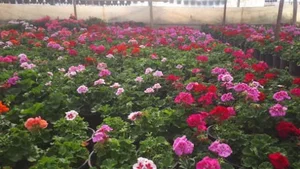 تولیدی گل و گیاه هاشم پو یاس