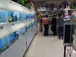 آکواریوم اسکار
