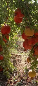 پارک انار جوشقان مرکزی