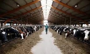 گاوداری مرتضی غیاثوند اصل