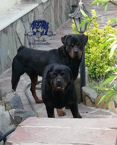Rottweiler Ali House